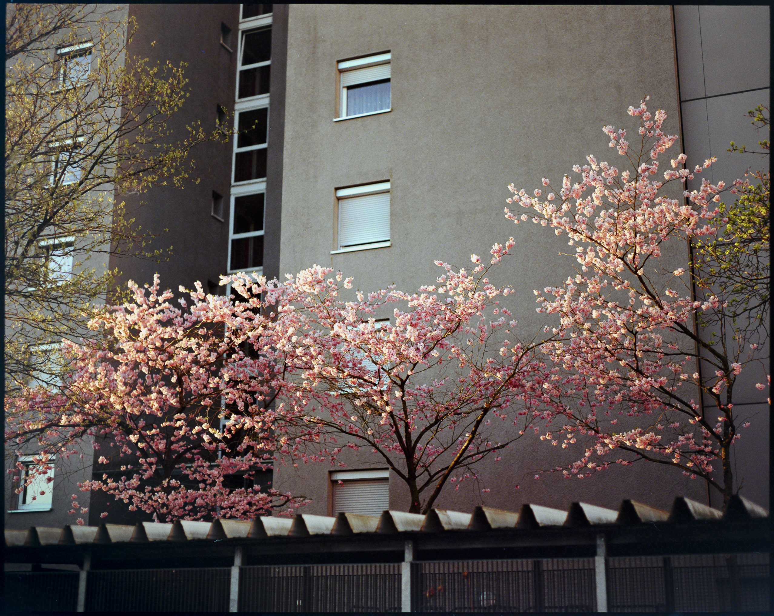 Large format and medium format photography by Tobias Leipnitz in Ingolstadt. Shot on Arca Swiss F-Metric and Pentax 67. Kodak Portra 160 and Kodak Portra 400.  tobias leipnitz_Ingolstadt medium format camera pentax67 large format arca swiss 23