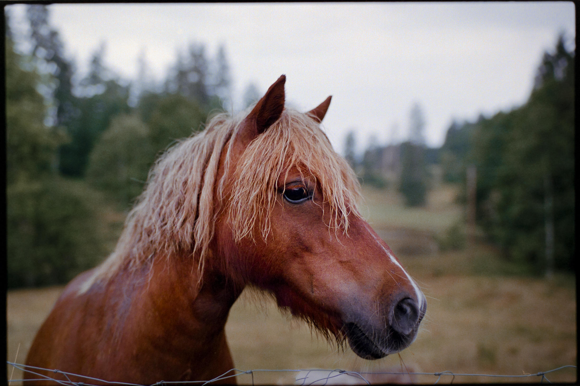 Analog photography diary – personal observations and collected moments by Tobias Leipnitz. Shot on large and medium formt. Leica - Hasselblad - Linhof - Arca Swiss. Tobias Leipnitz LeicaM6 Photography 3