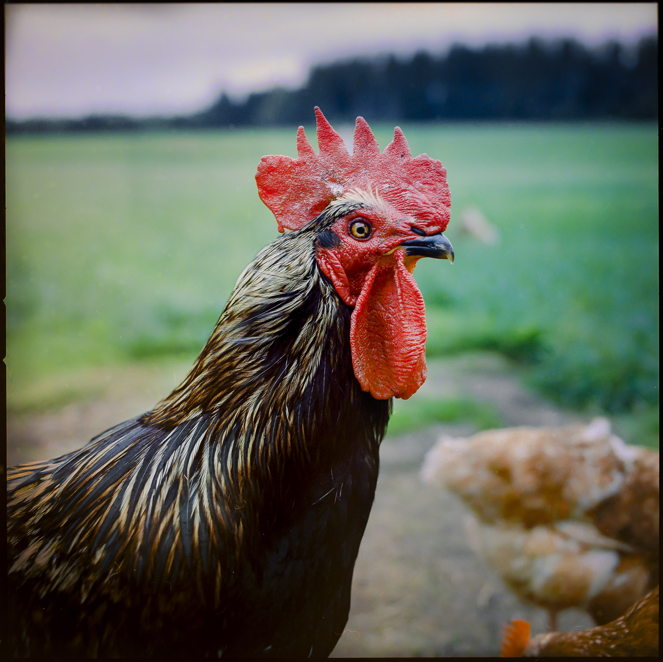 Medium format photography by Tobias Leipnitz –  Kodak Portra 160 and Kodak Portra 400 - Hasselblad 500cmtobias leipnitz hasselblad medium format camera 6x6 15