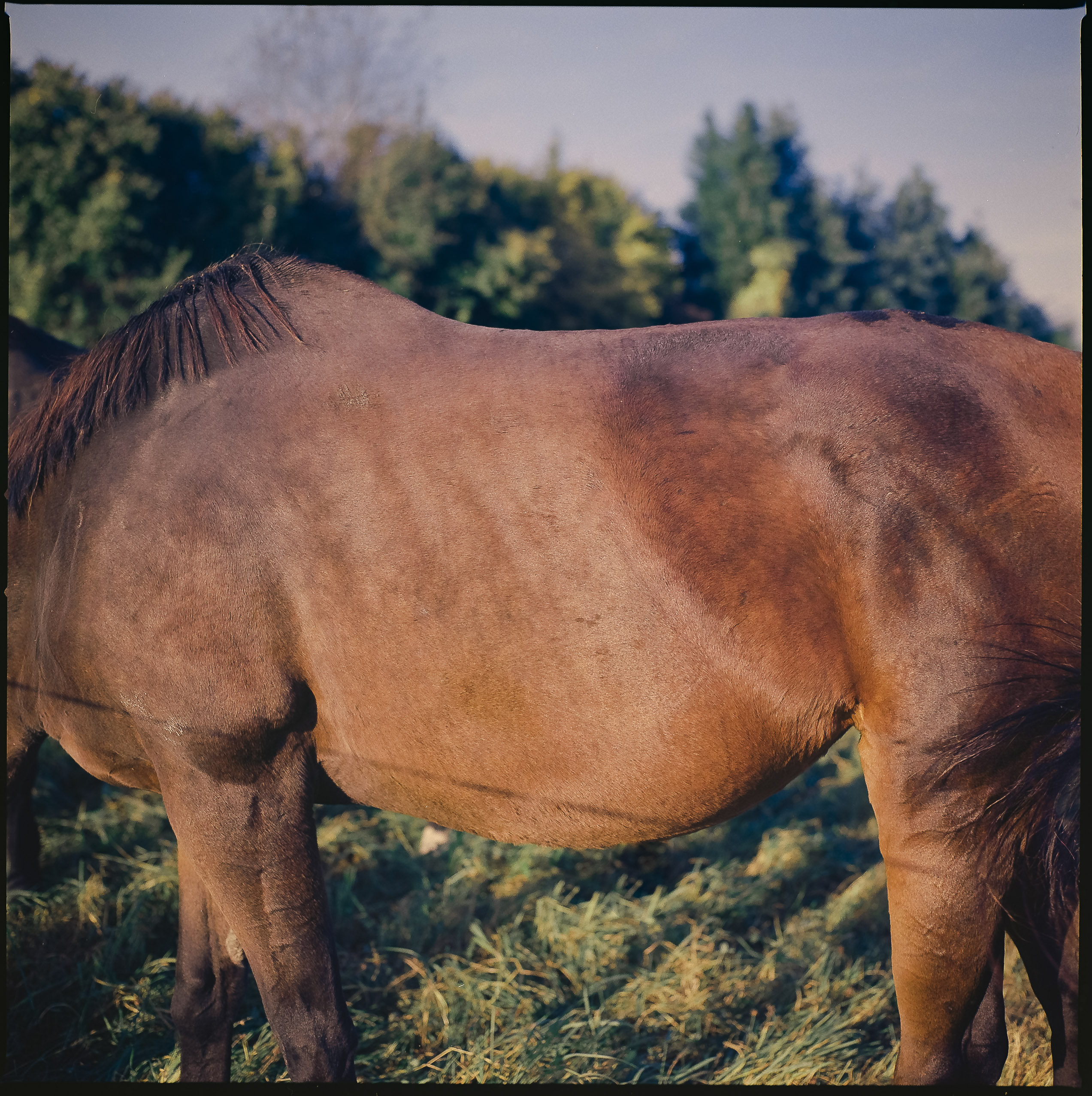 Medium format photography by Tobias Leipnitz –  Kodak Portra 160 and Kodak Portra 400 - Hasselblad 500cmtobias leipnitz hasselblad medium format camera 6x6 21