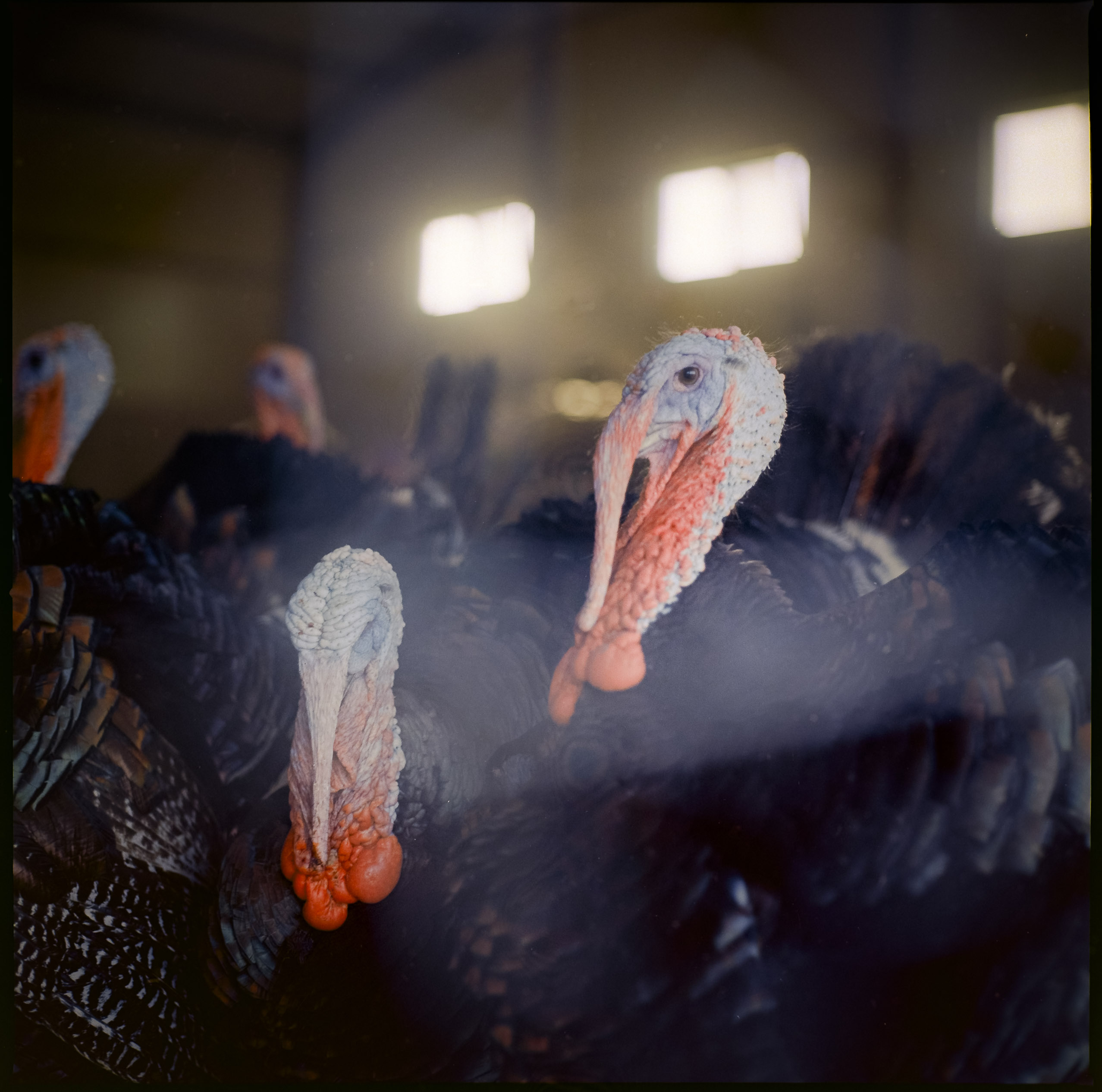 Medium format photography by Tobias Leipnitz –  Kodak Portra 160 and Kodak Portra 400 - Hasselblad 500cmtobias leipnitz hasselblad medium format camera 6x6 22