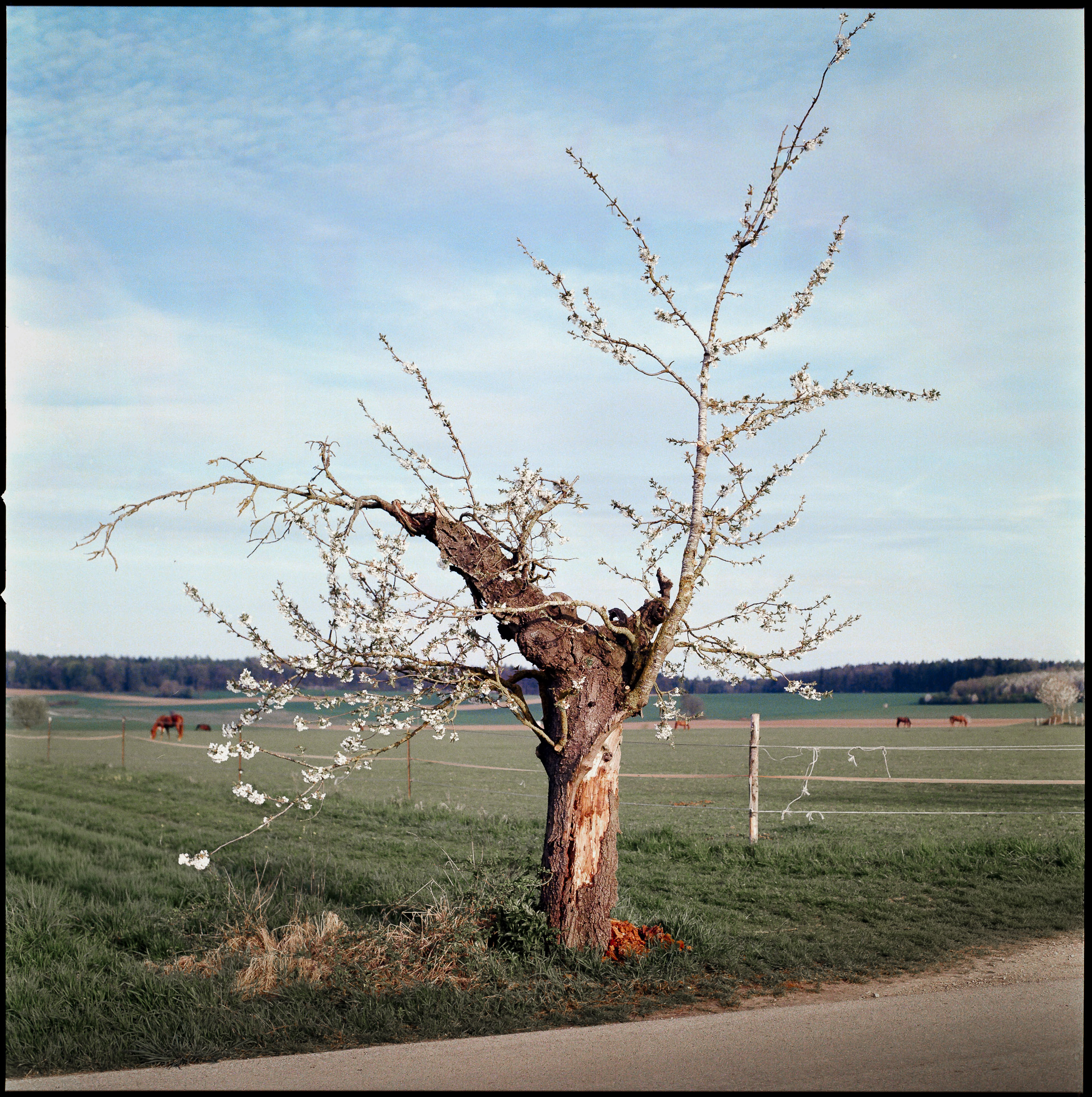 Medium format photography by Tobias Leipnitz –  Kodak Portra 160 and Kodak Portra 400 - Hasselblad 500cmtobias leipnitz hasselblad medium format camera 6x6 41