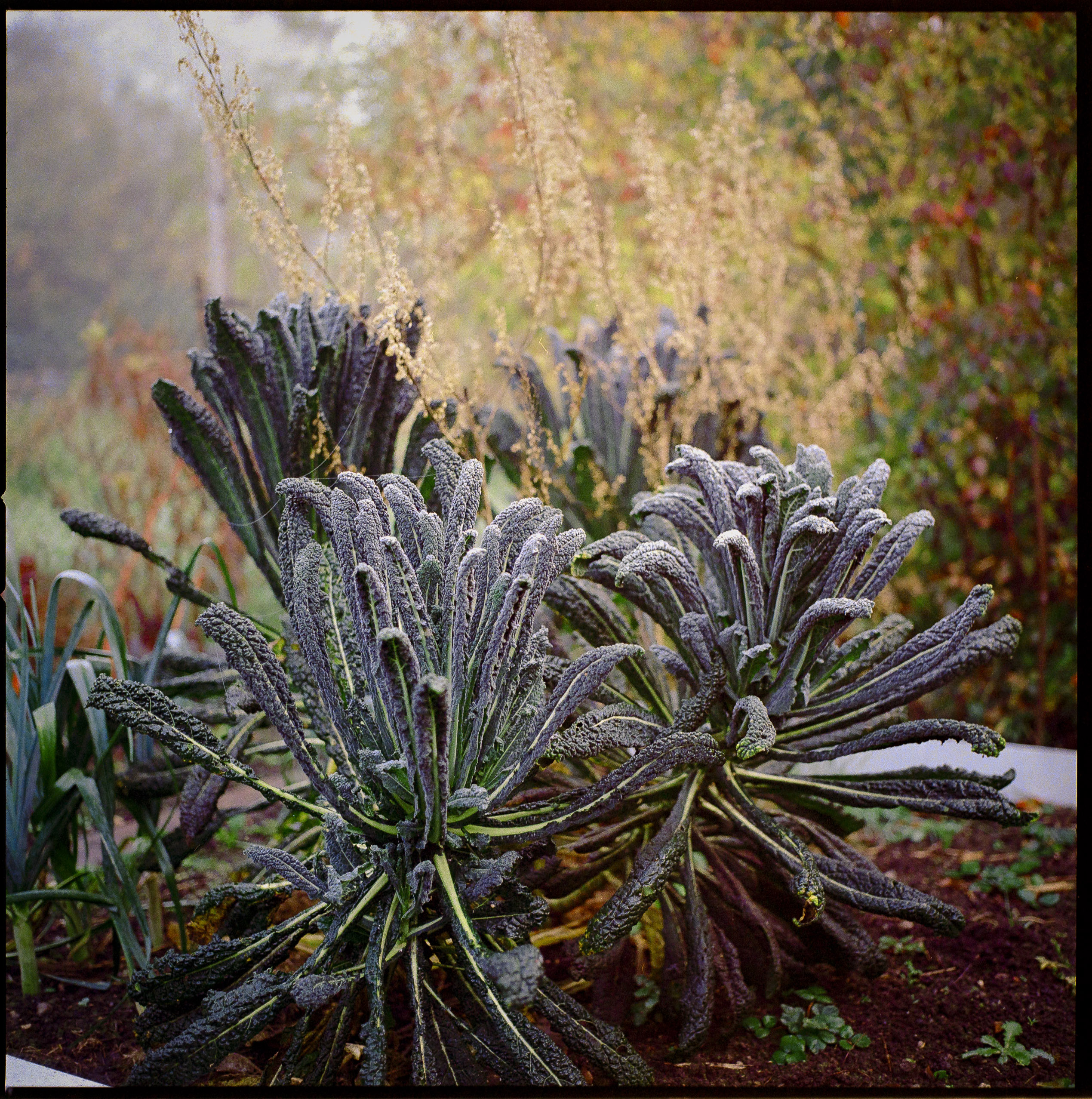 Medium format photography by Tobias Leipnitz –  Kodak Portra 160 and Kodak Portra 400 - Hasselblad 500cmtobias leipnitz hasselblad medium format camera 6x6 7